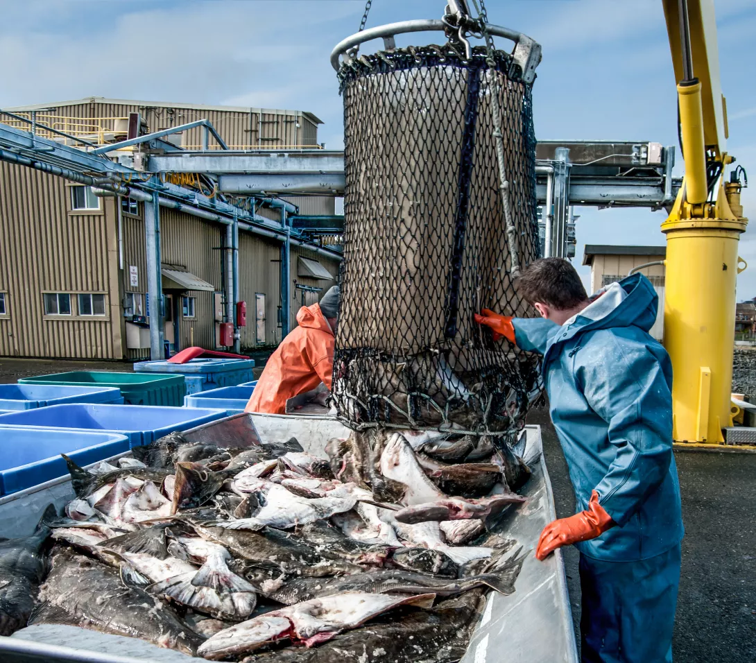 Alaska fish unloading